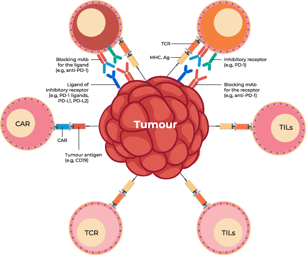 Type of immunotherapy healthcare provider auxi
